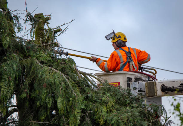 Best Tree Health Inspection  in USA